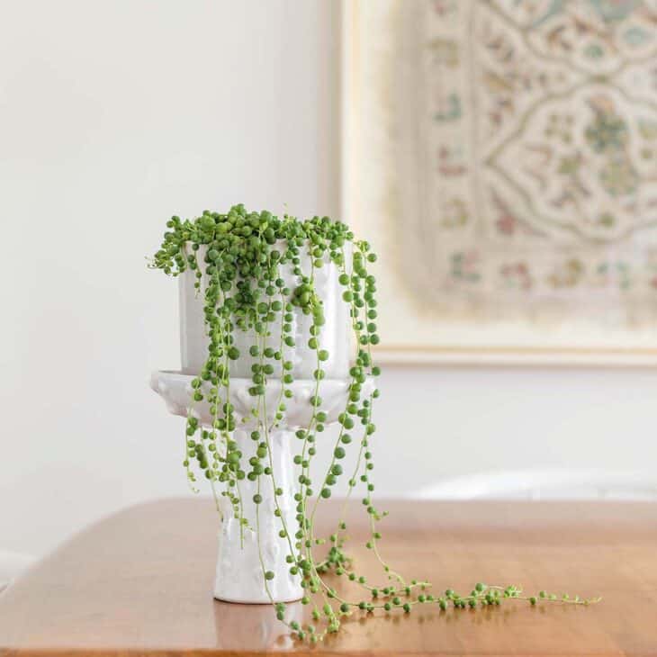 How to Care for String of Pearls Plants A Beautiful Mess
