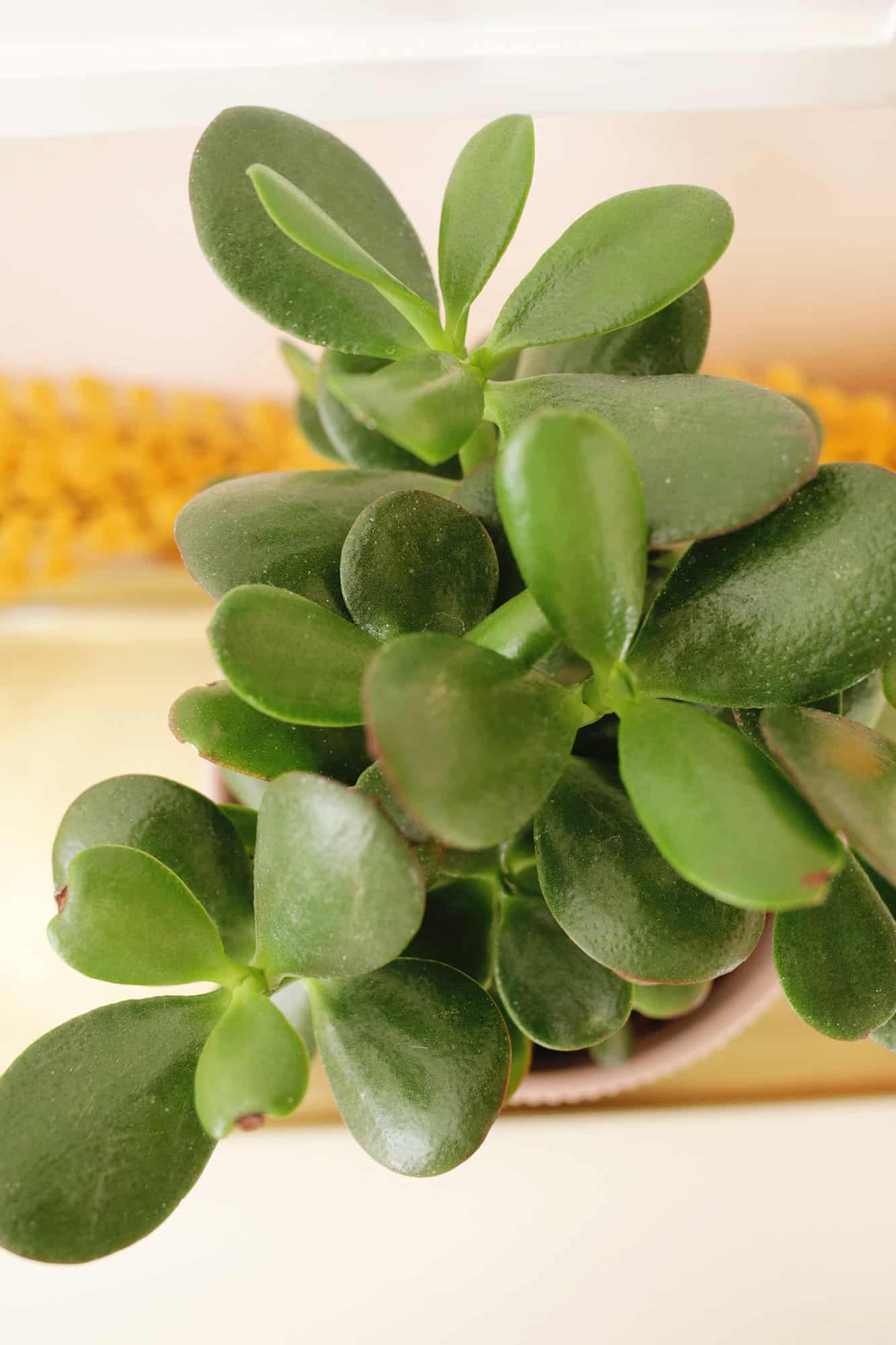 How to Grow and Care for Jade Plants A Beautiful Mess
