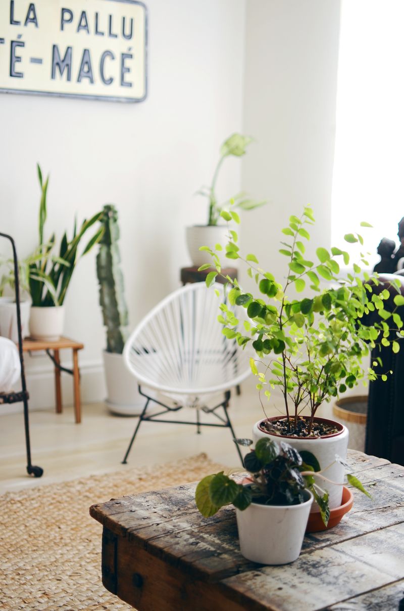 Tips for Keeping Indoor Plants Alive A Beautiful Mess