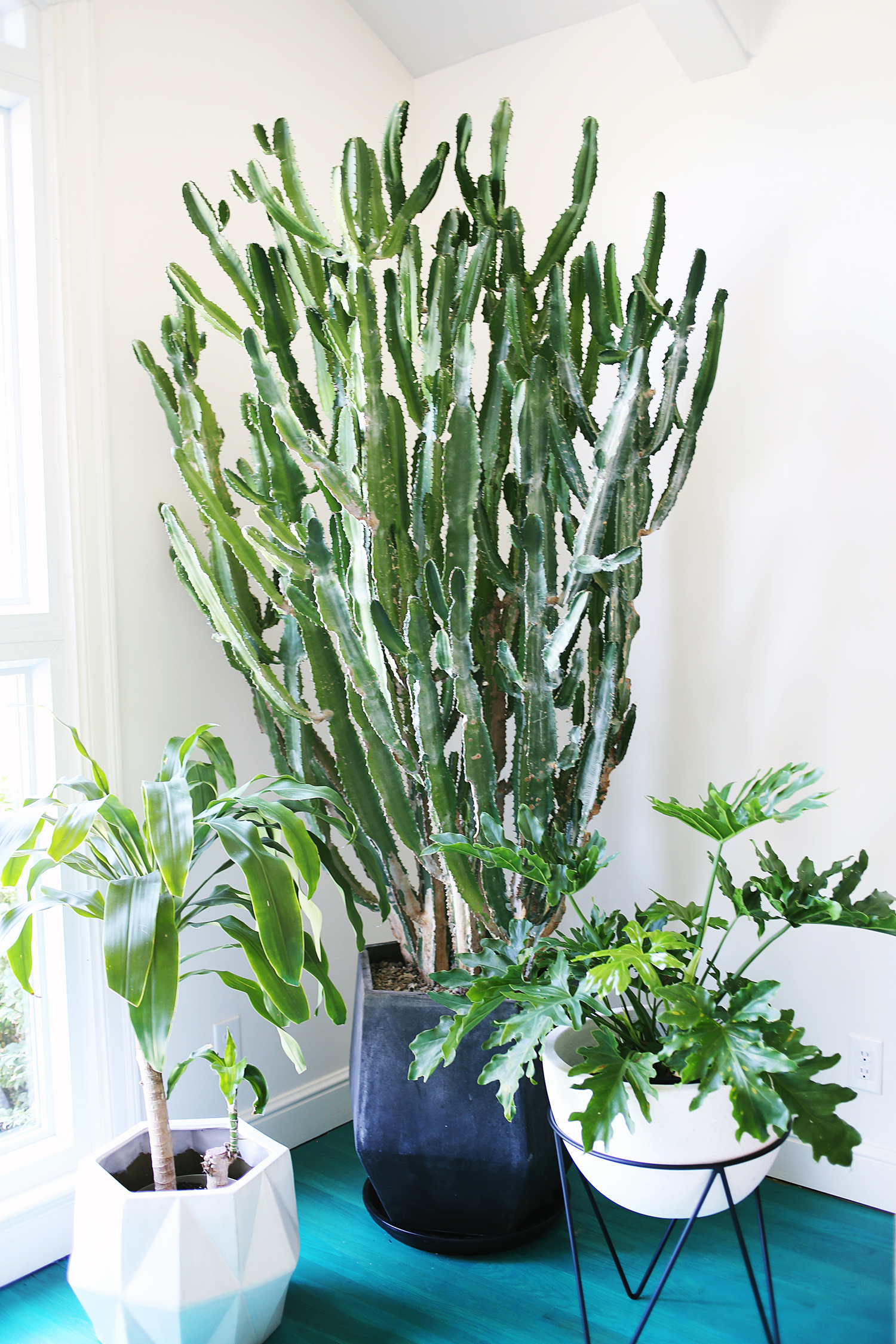 Five EASYtoCarefor Houseplants A Beautiful Mess