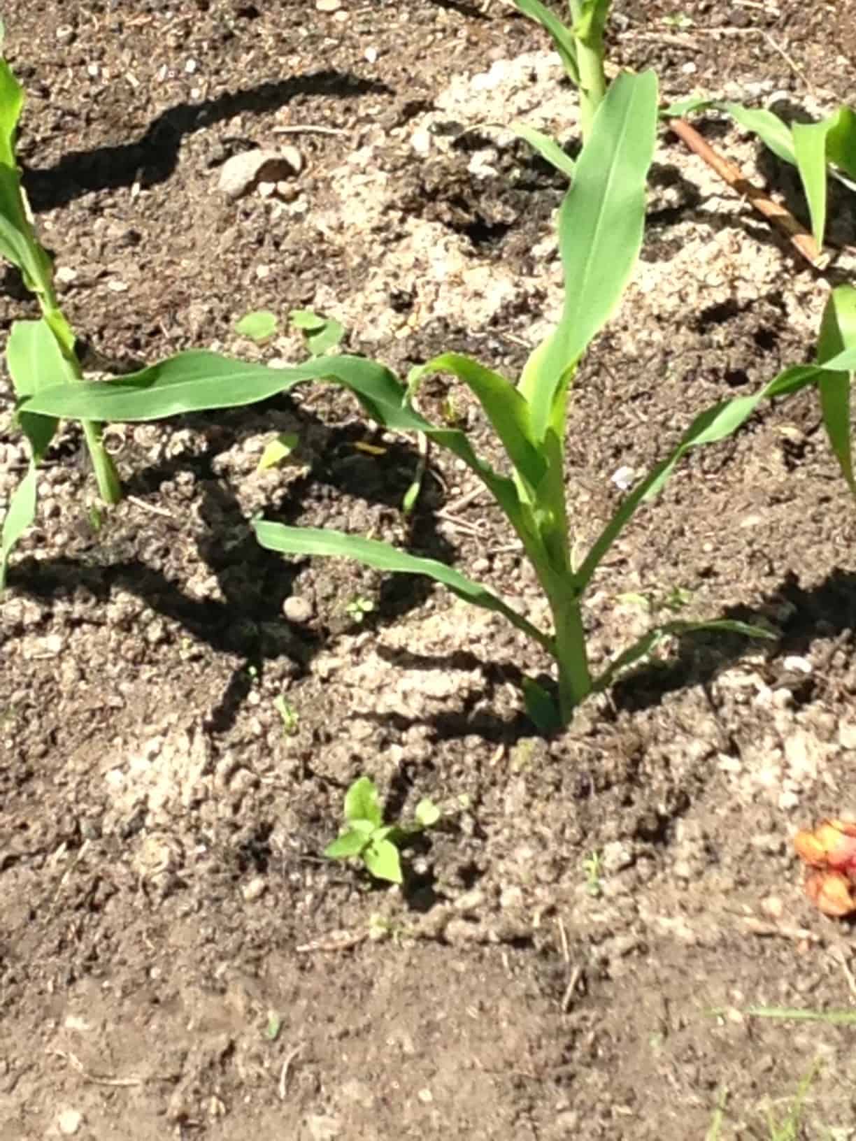 Popping Corn Popping Corn Growing
