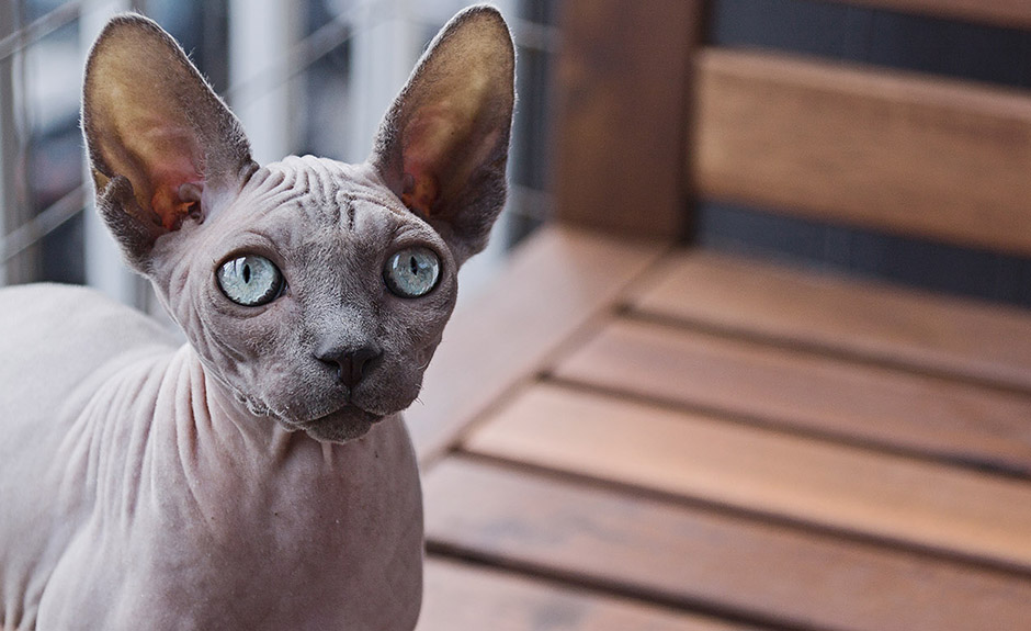 Ägyptische Katze Hintergrundbild UR Anpassung von UR