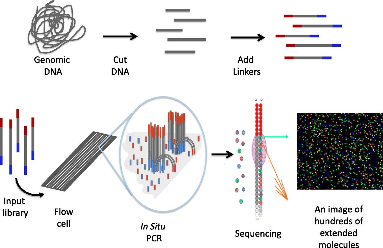 Genomics and Bioinformatics ABE Lab