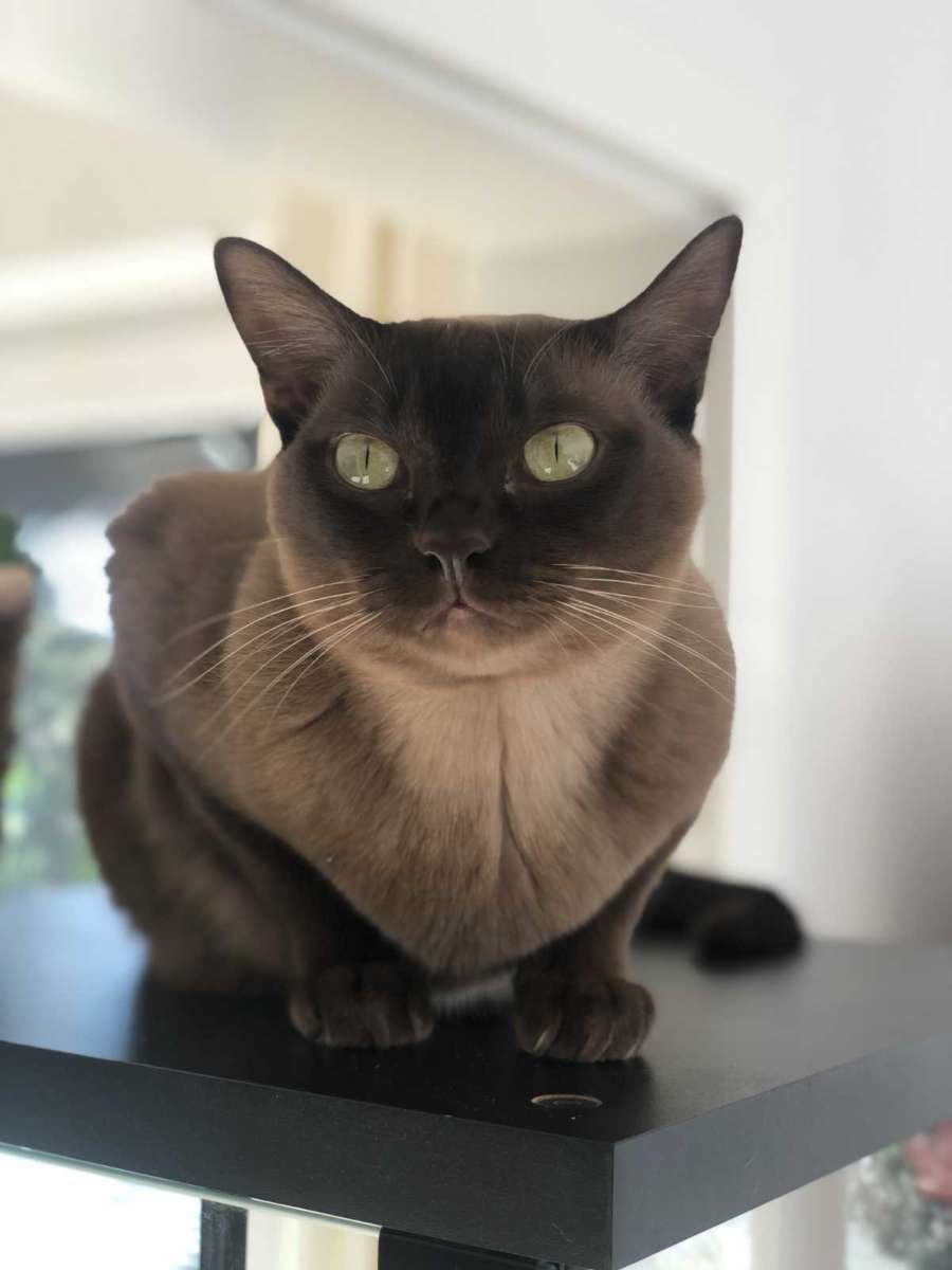 Wie alt ist meine Katze? Abenteuer Katze