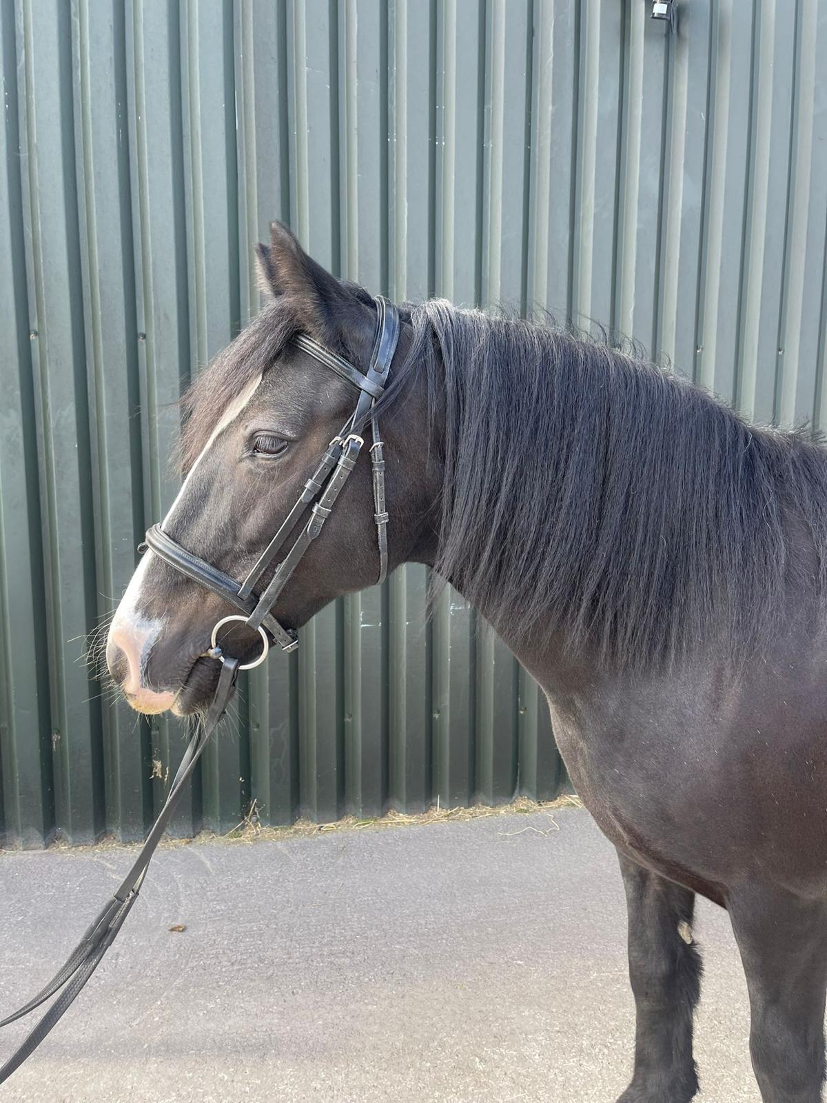 Horses Aberconwy Equestrian Centre
