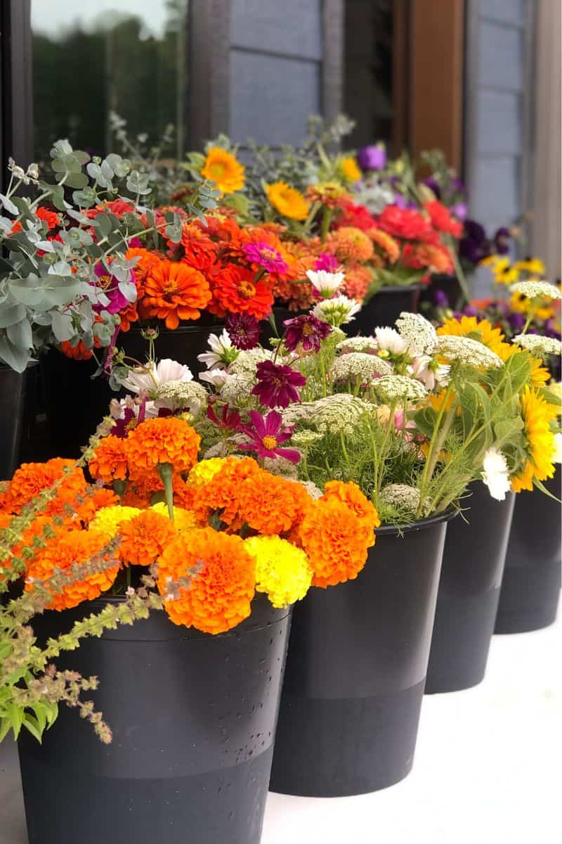 Best Cut Flowers for Beginners Aberdeen Grows