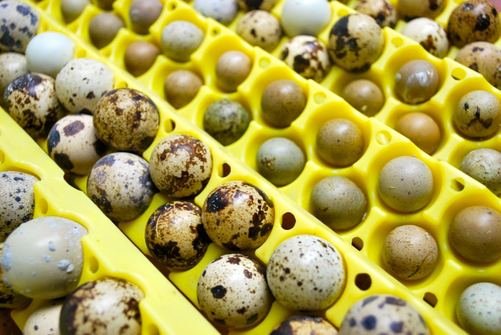 button quail fertile eggs Abernathy's Rabbitry