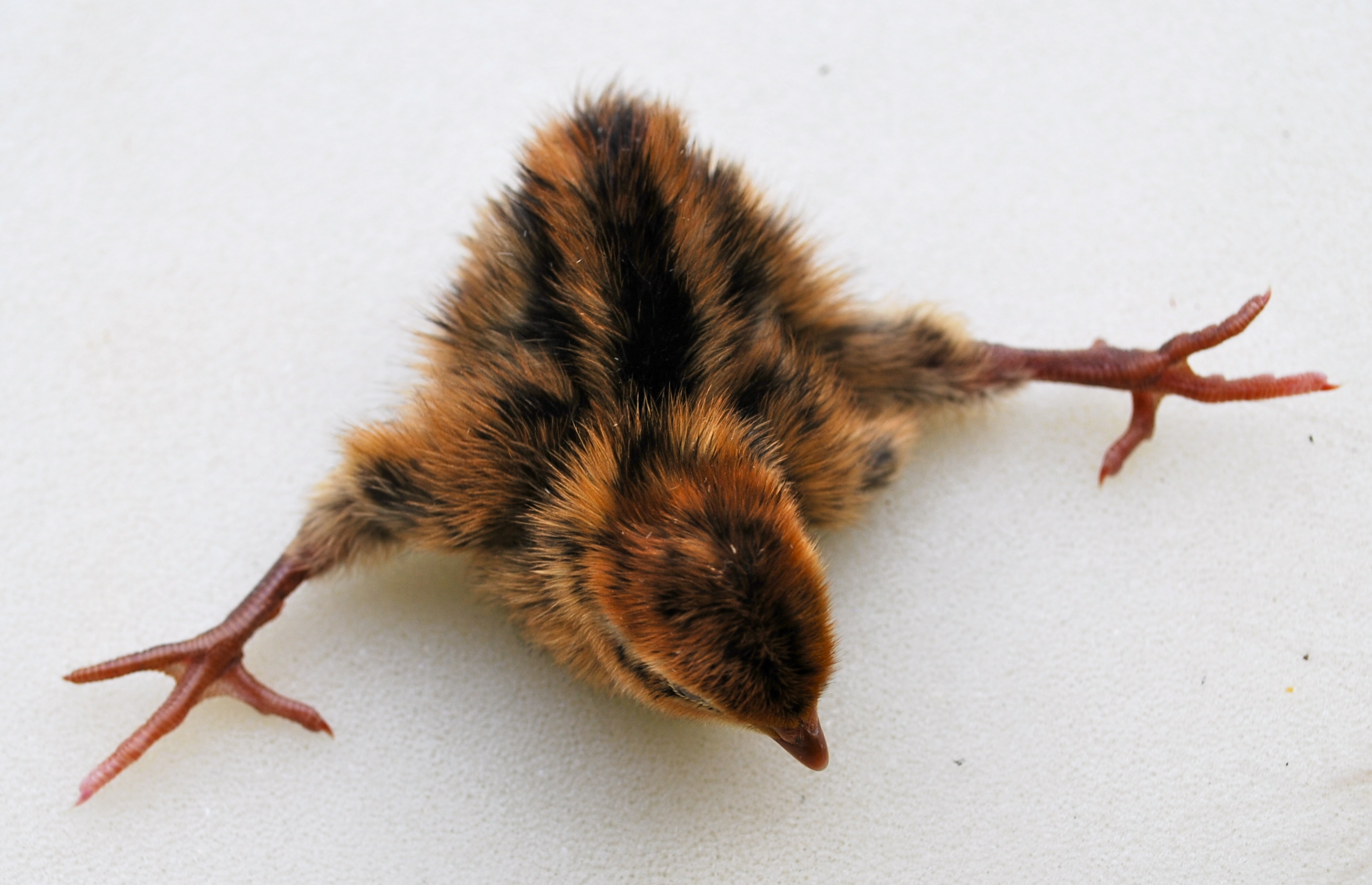 coturnix quail Abernathy's Rabbitry