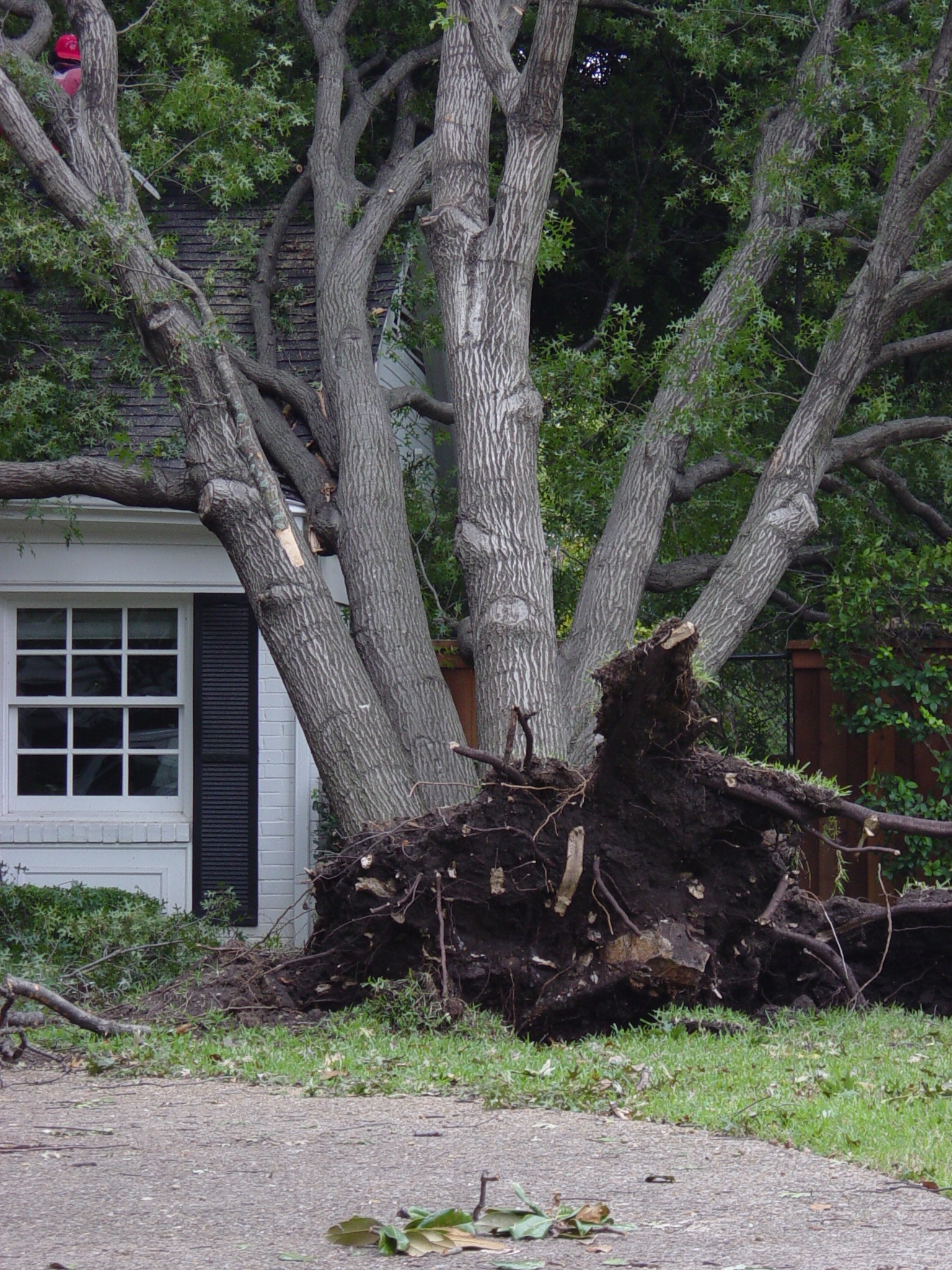 Dallas Tree Surgery and Tree Service by a Better Arborist in the Dallas
