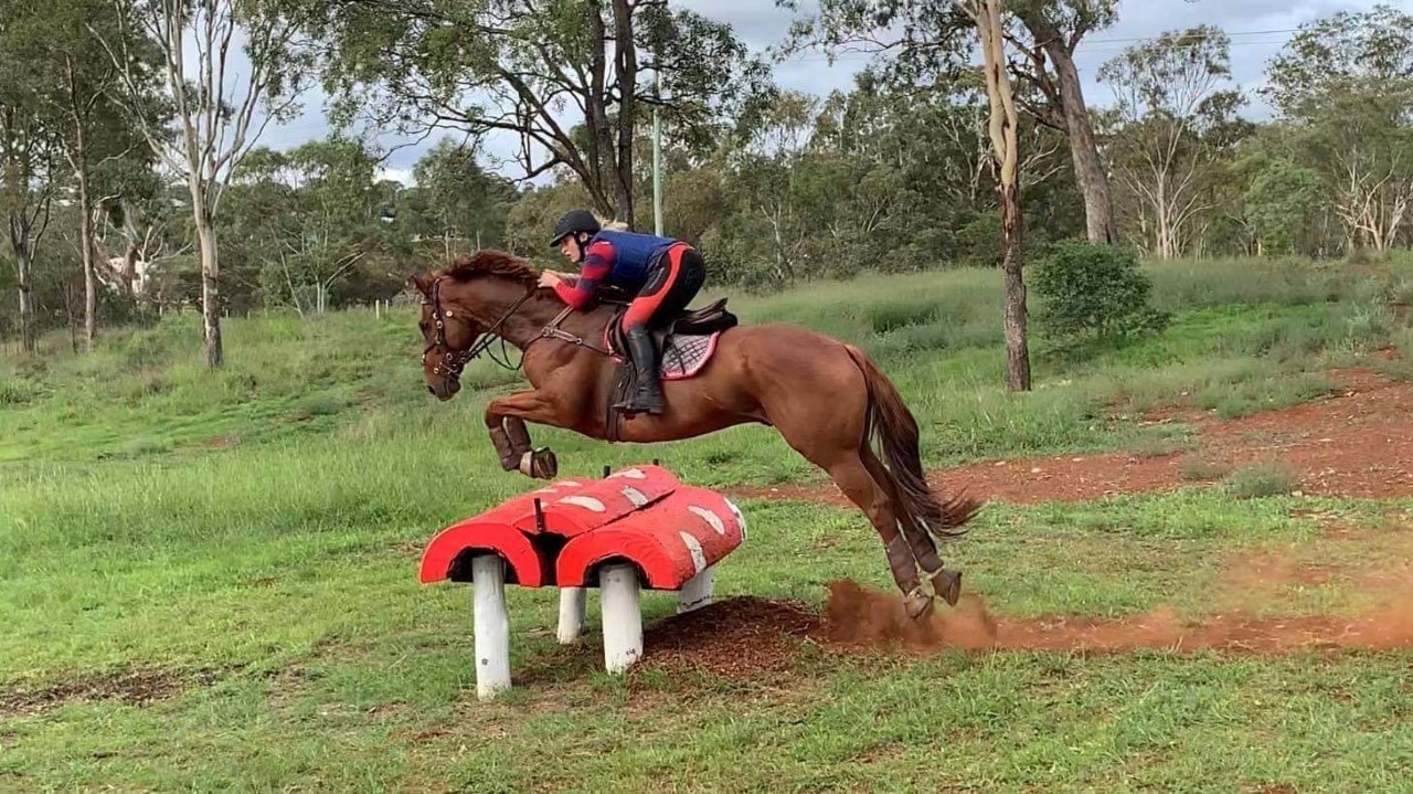 Success Stories Abey Performance Horses