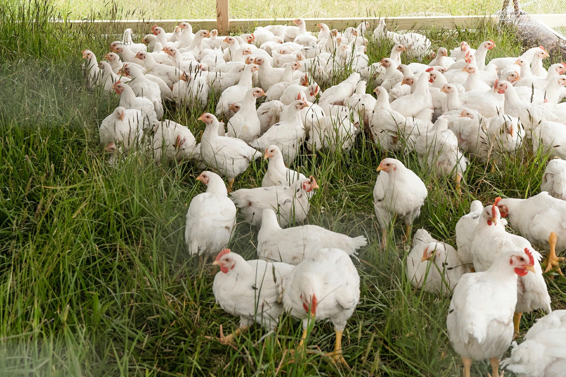 Antibiotics in Chicken? How harmful is it?