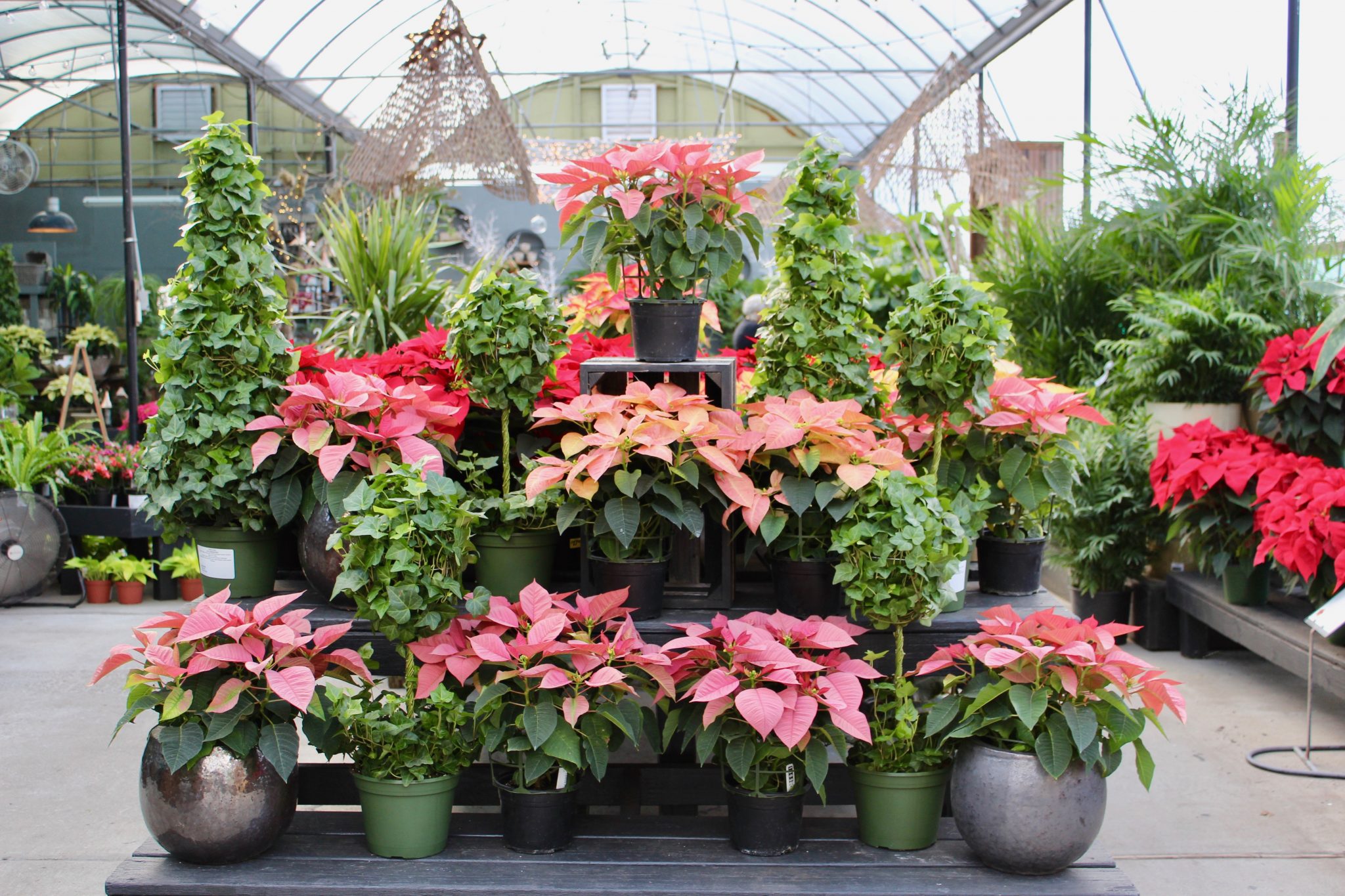 Poinsettia Tips and Tricks » Abide A While