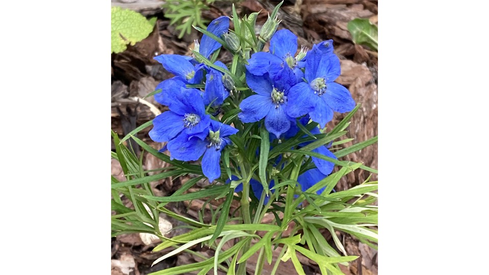 Guest Suites Hermann, Missouri Abigail’s Grape Leaf B and B