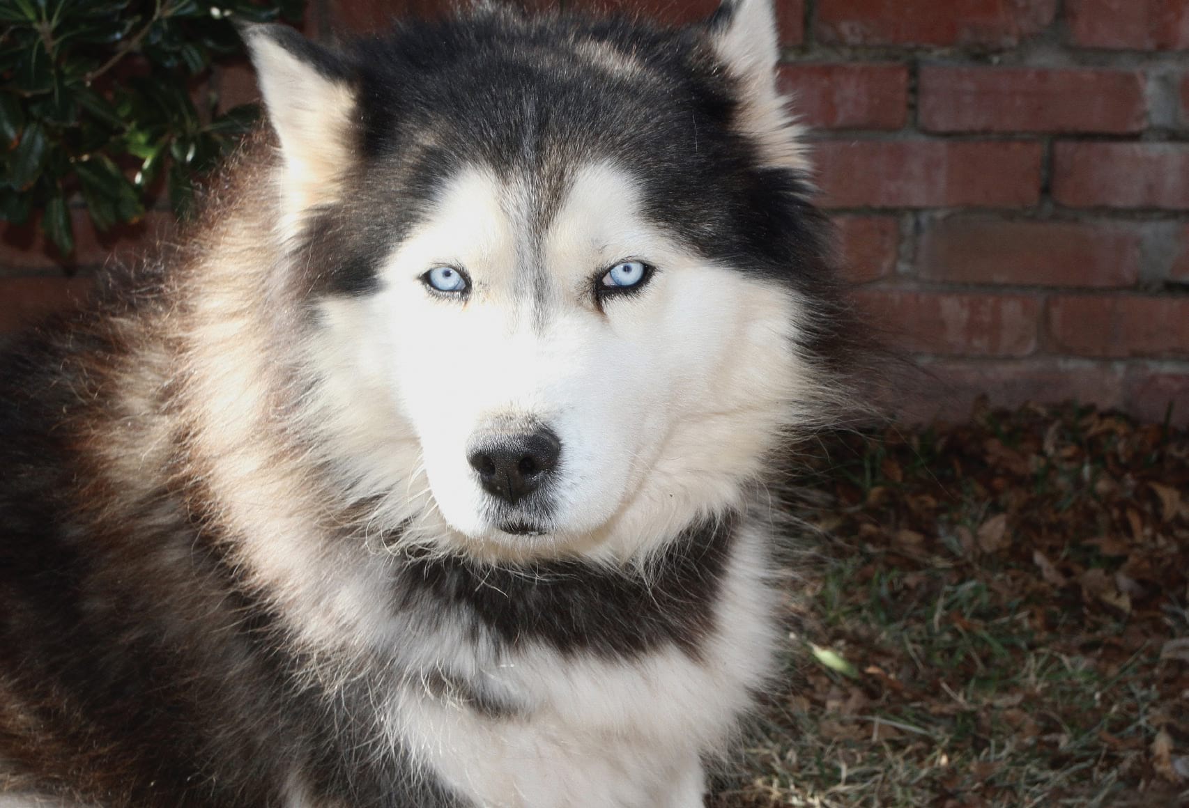 Fake Your Way Through Dog Breeds Abilene Scene