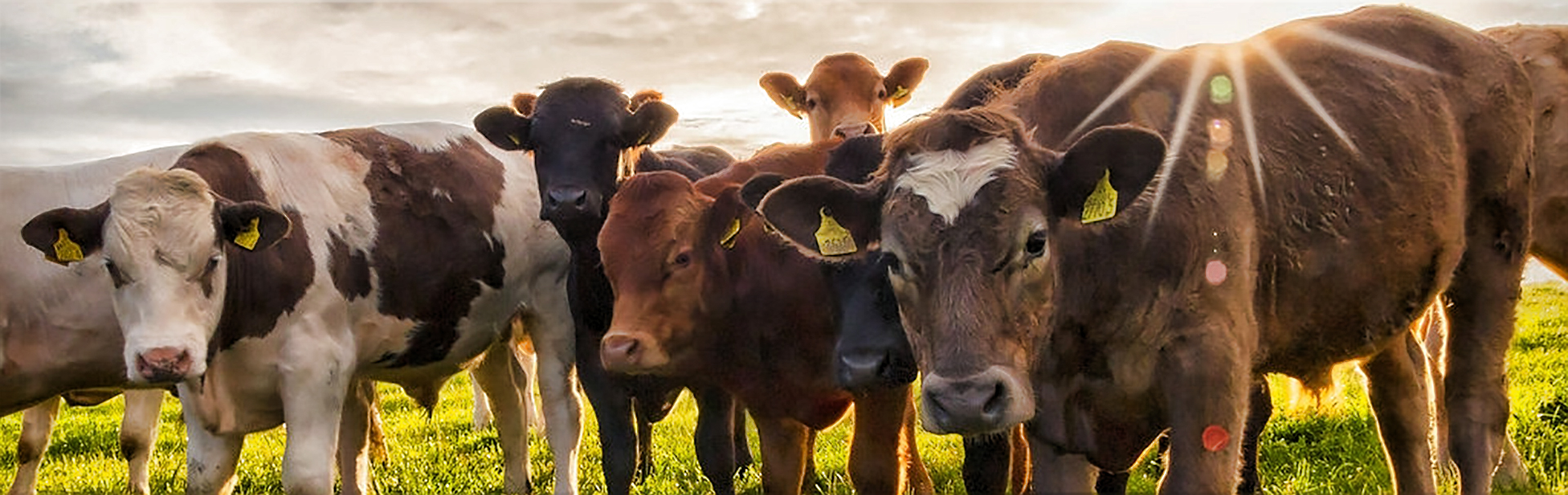 Abingdon Stockyard Properties Livestock Auctions