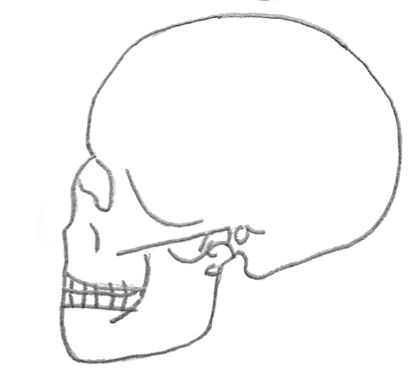 Vergleich Schimpanse Mensch Arbeitsblatt