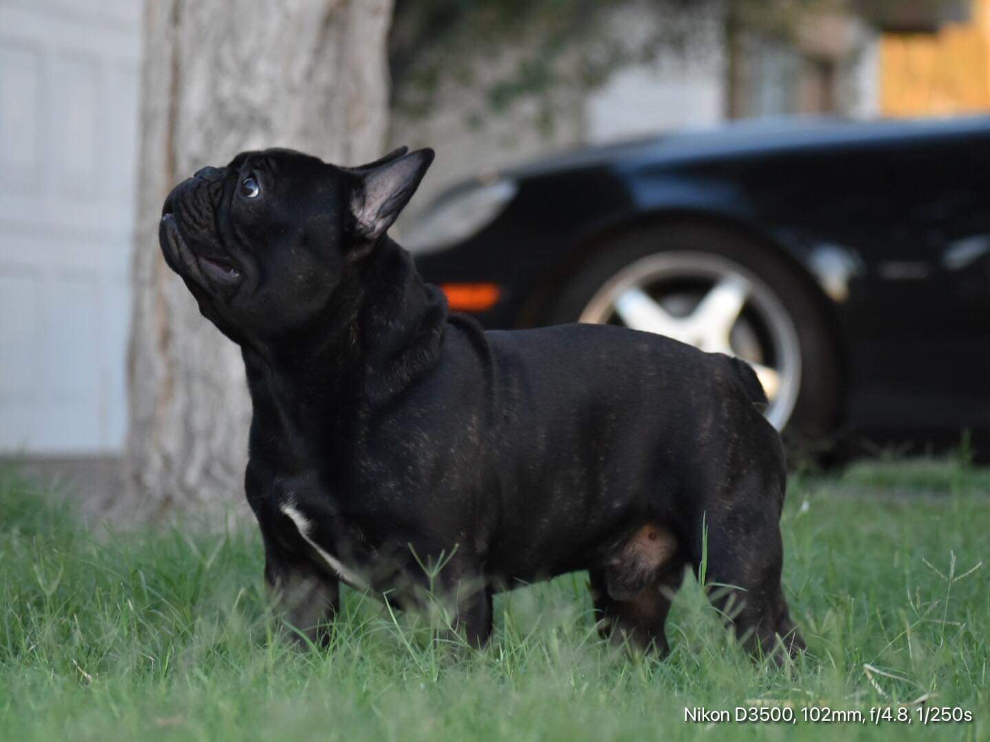 French Bulldog American Bully Mix