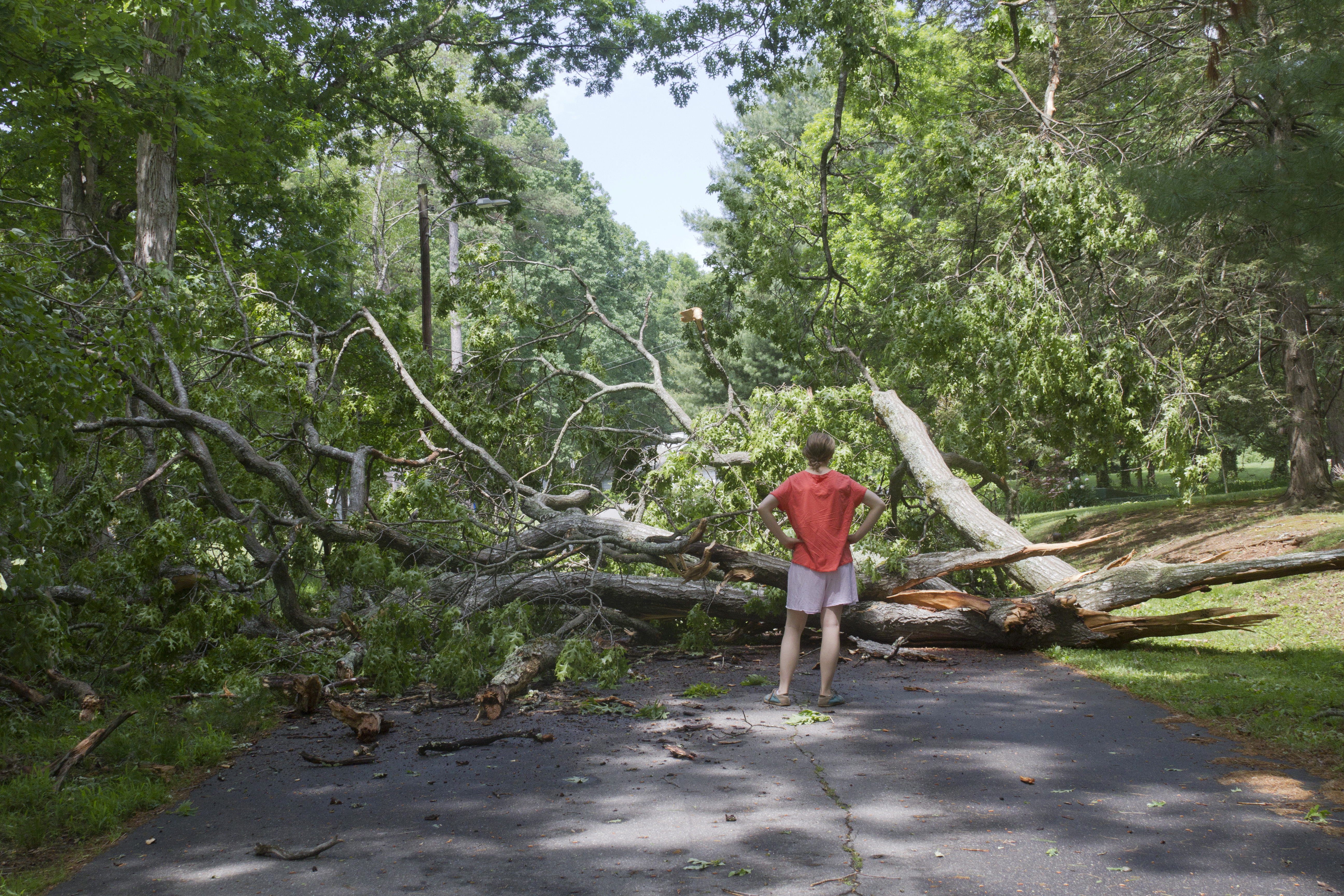 Who Is Responsible for Damage and Removal of Downed Trees? Arias Bosinger