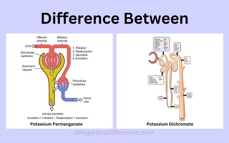 Ultrafiltration and Selective ReabsorptionThe best 6 difference