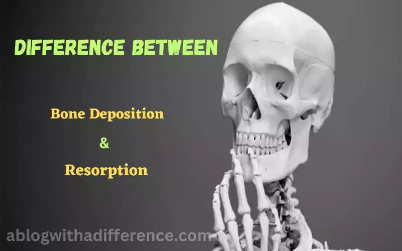 Bone Deposition and Resorption 10 amazing difference