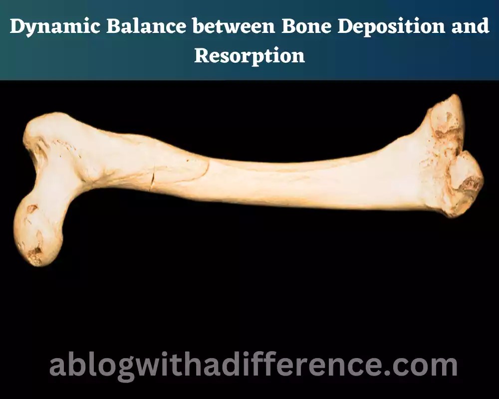 Bone Deposition and Resorption 10 amazing difference