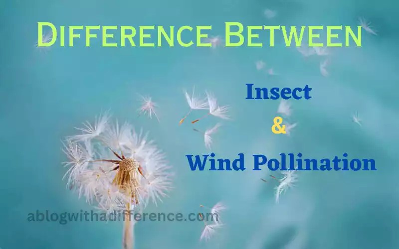Insect and Wind Pollination 6 best difference