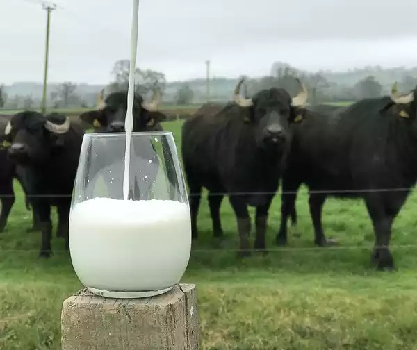 Difference Between Buffalo Milk and Cow Milk A Blog With A Difference