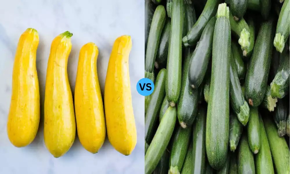 Difference Between Squash vs Zucchini A Blog With A Difference