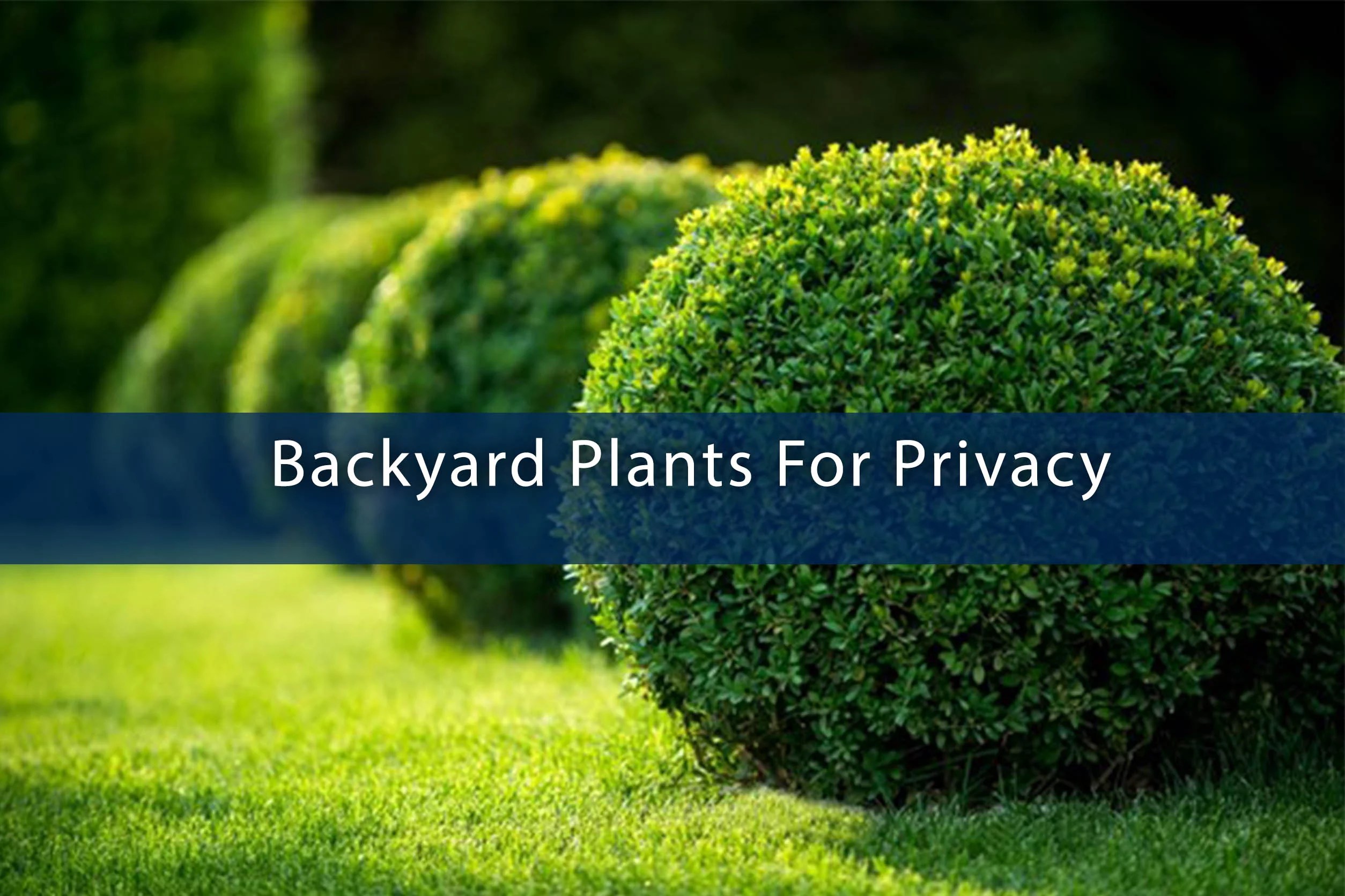 Backyard Plants For Privacy San Antonio Custom Home Builder