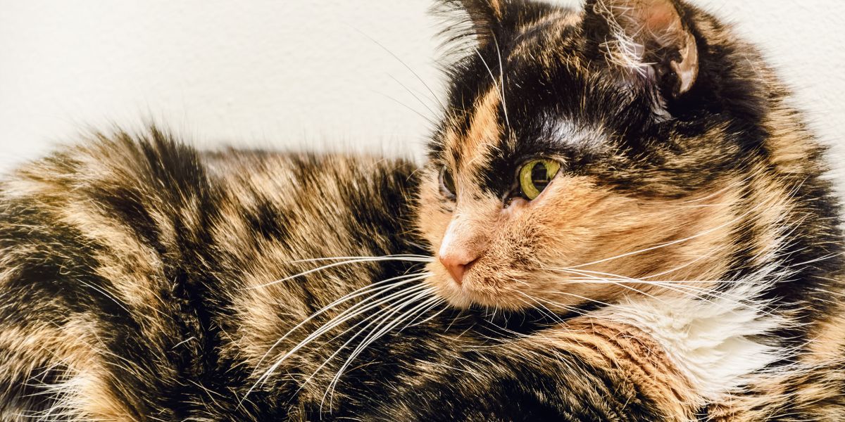 Why is my elderly cat pulling her fur out?
