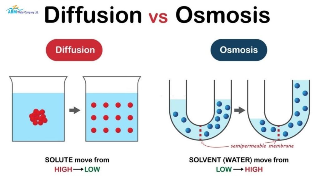 Difference Between Osmosis and Diffusion ABM Water Company