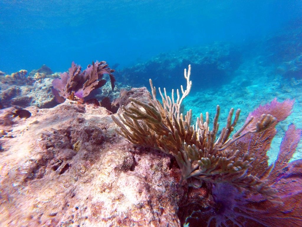 Mooring Buoys in the Florida Keys Aboard Aeon
