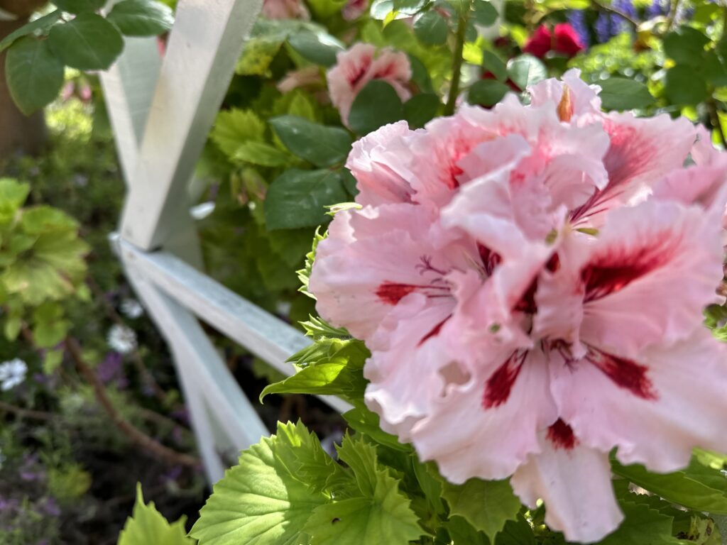 the botanic designer