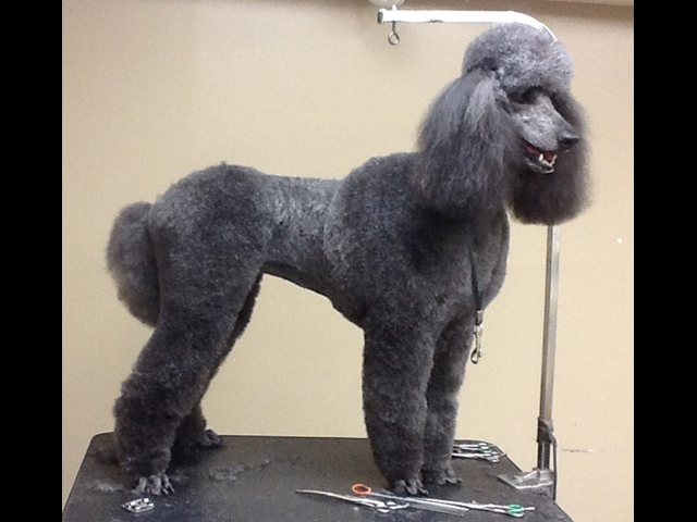 Poodle Puppies in Alabama, Abounding Poodles AKC Champion Toy Poodles