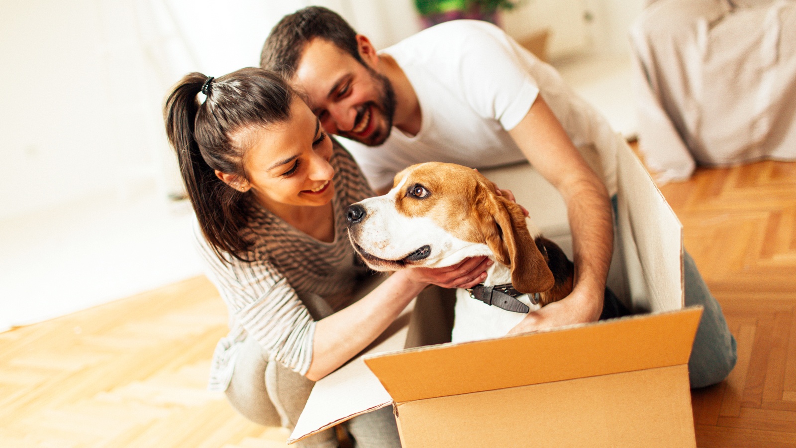 Sending Your Pets To Hawaii? Hawaii Real Estate Market & Trends