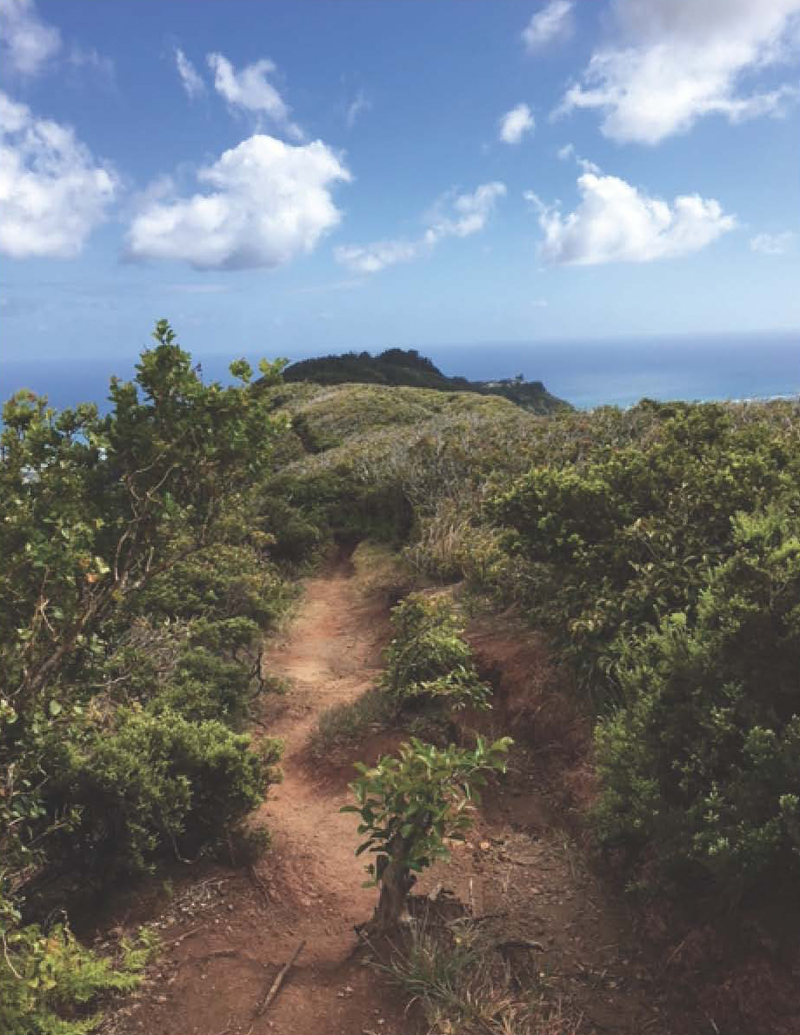 The Hawaii Loa Ridge Trail A Secret Hike on Oahu Hawaii Real Estate