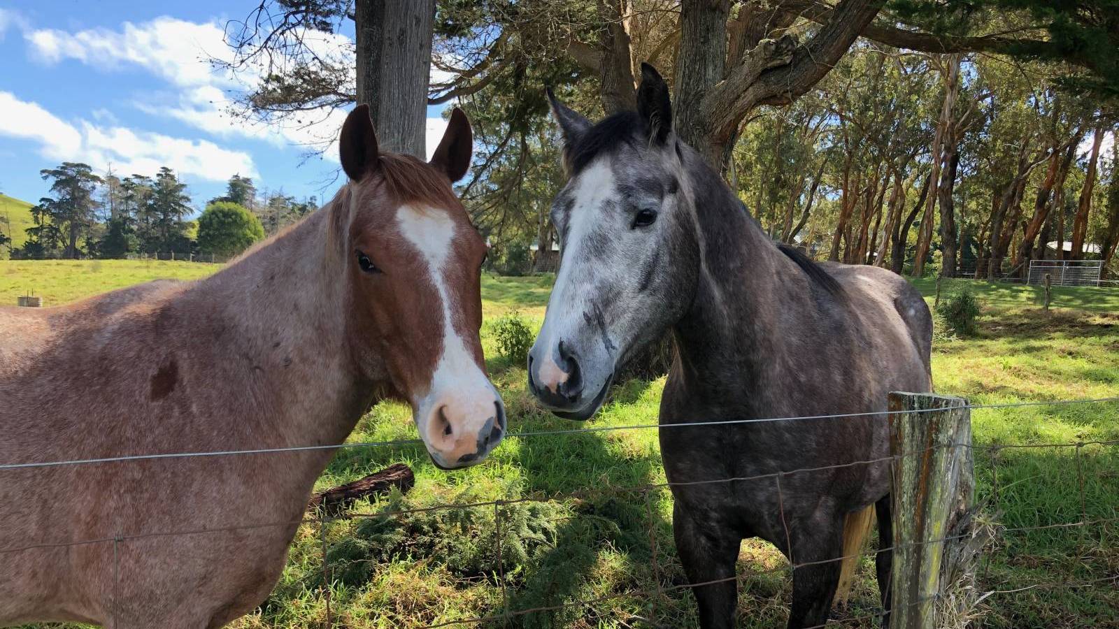 Waikii Ranch Big Islandʻs Only True Equestrian Community Hawaii