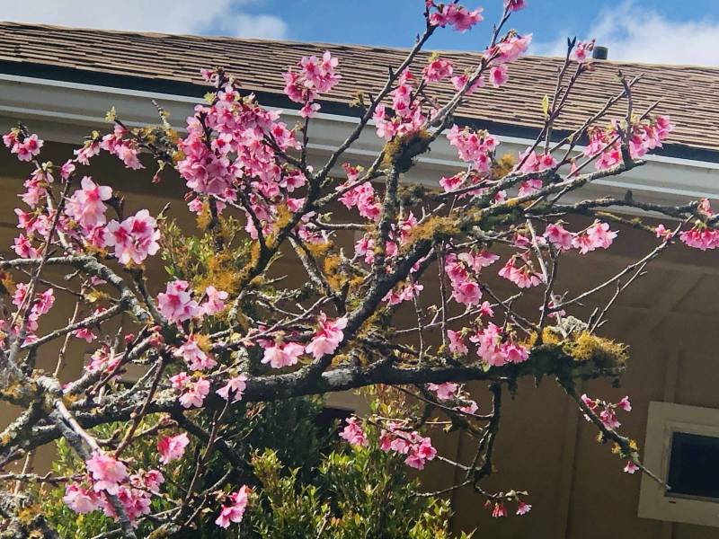 Cherry Blossoms in Hawaii? Hawaii Real Estate Market & Trends