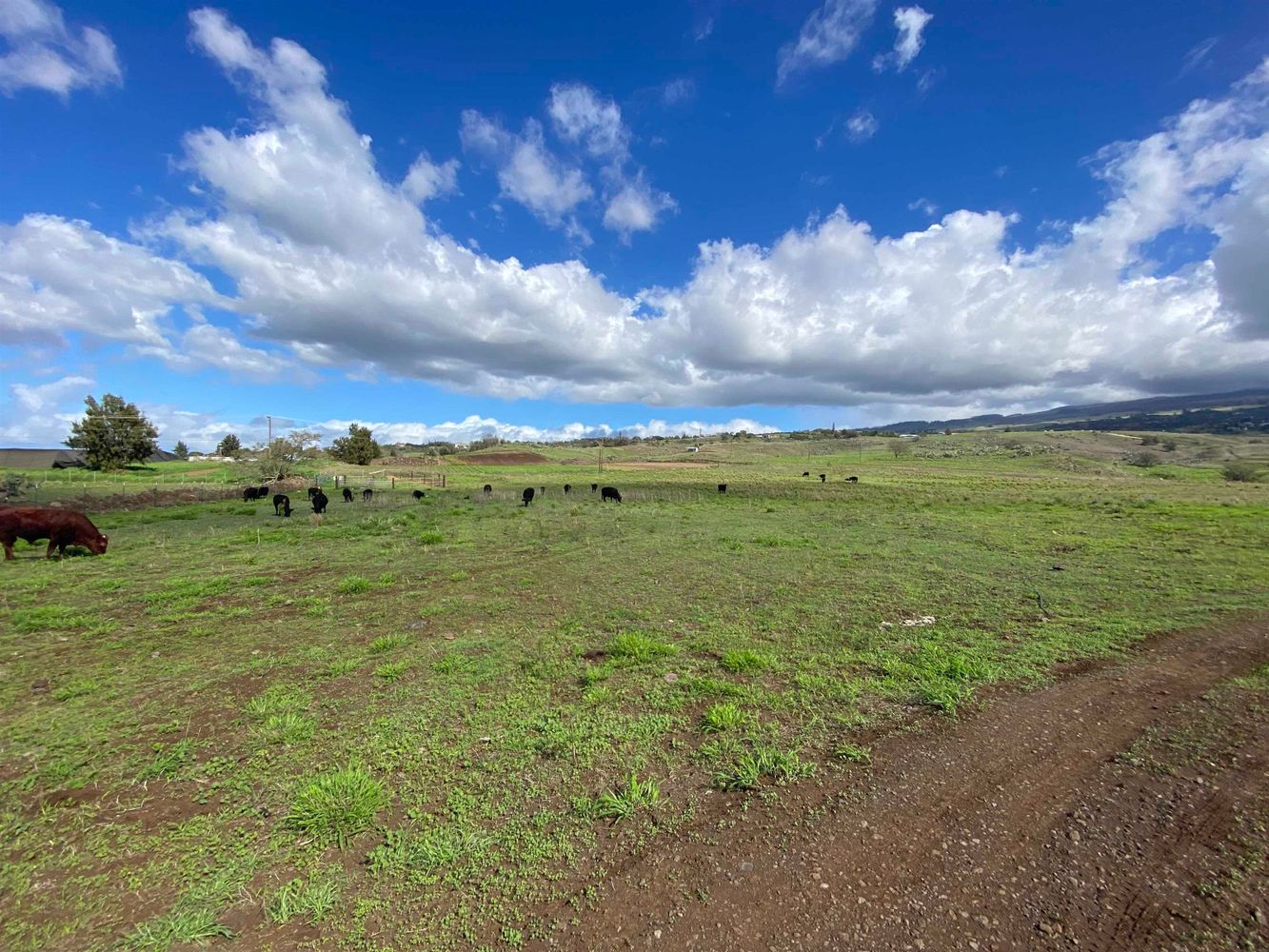 Serene Location on the Verdant Slopes of Haleakala, 148 Acres of Open