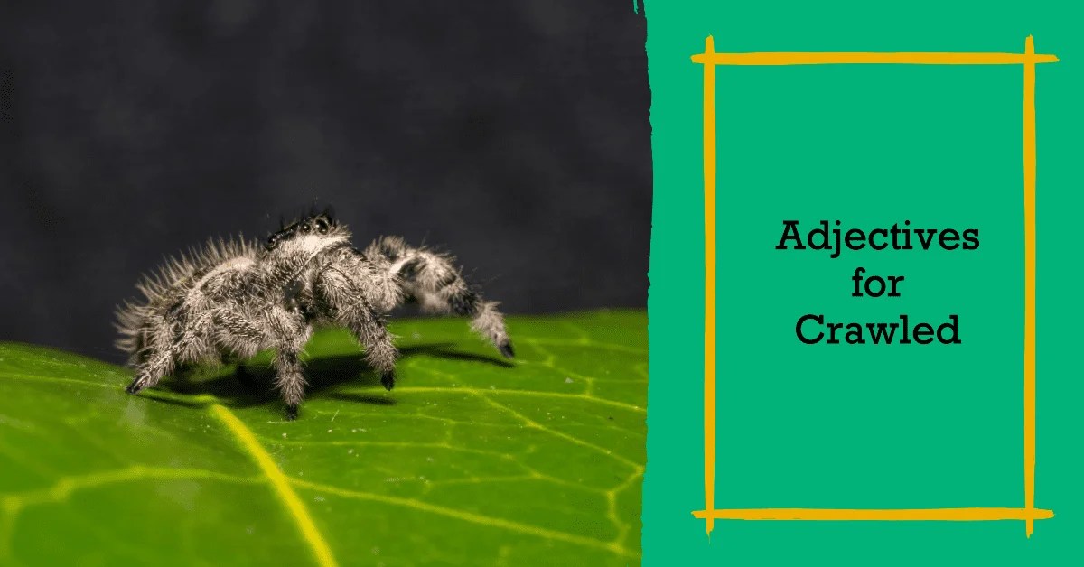 Adjectives for Crawled Words for Crawled