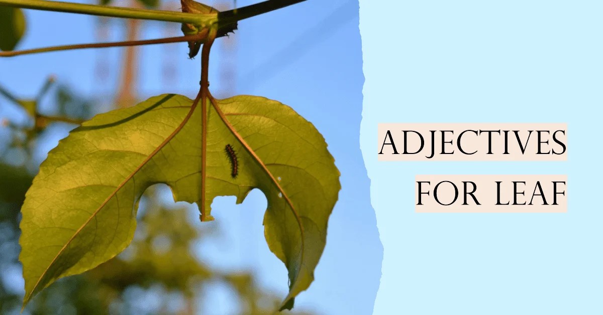 Adjectives for Leaf Words to Describe Leaf