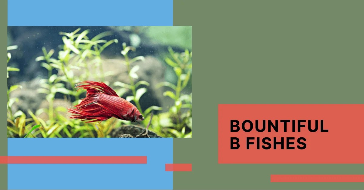 83+ Best Listed Fish Names Starting with Letter B
