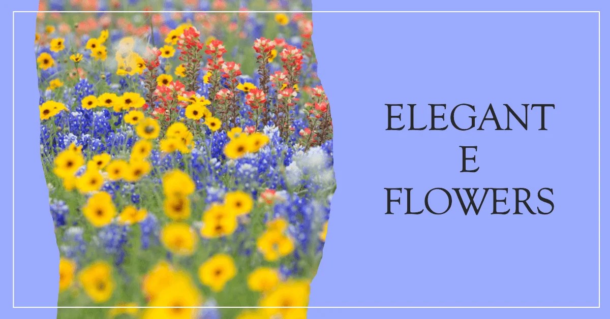 70+ Energetic Flowers that Start with Letter E [ Flower Names ]