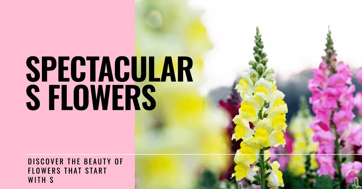 63+ Sweetest Flowers that Start with Letter S