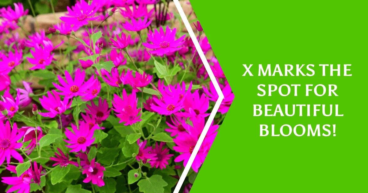 50+ Excellent Flowers that Start with Letter X [ Flower Names ]