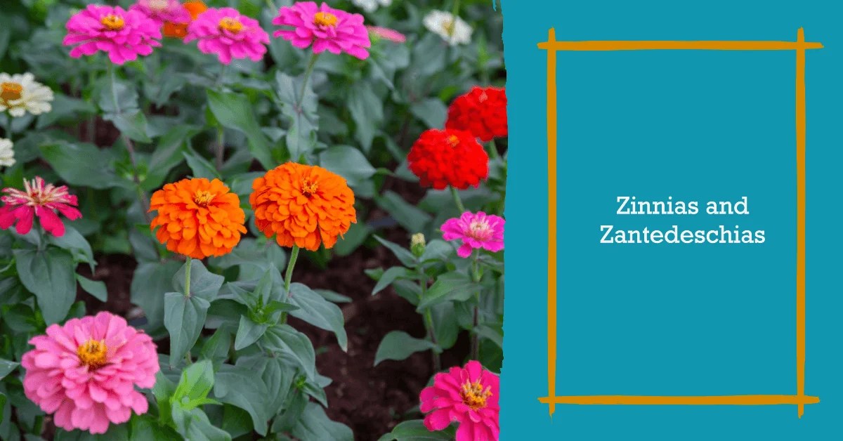 70+ Zappy Flowers that Start with Z [ Flower Names ] Learn Adjectives