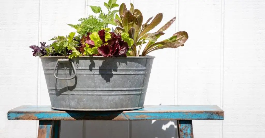 Can Fish Live in a Galvanized Tub? About Backyard