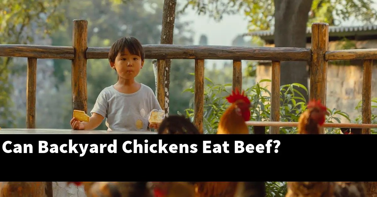 Can Backyard Chickens Eat Beef? About Backyard