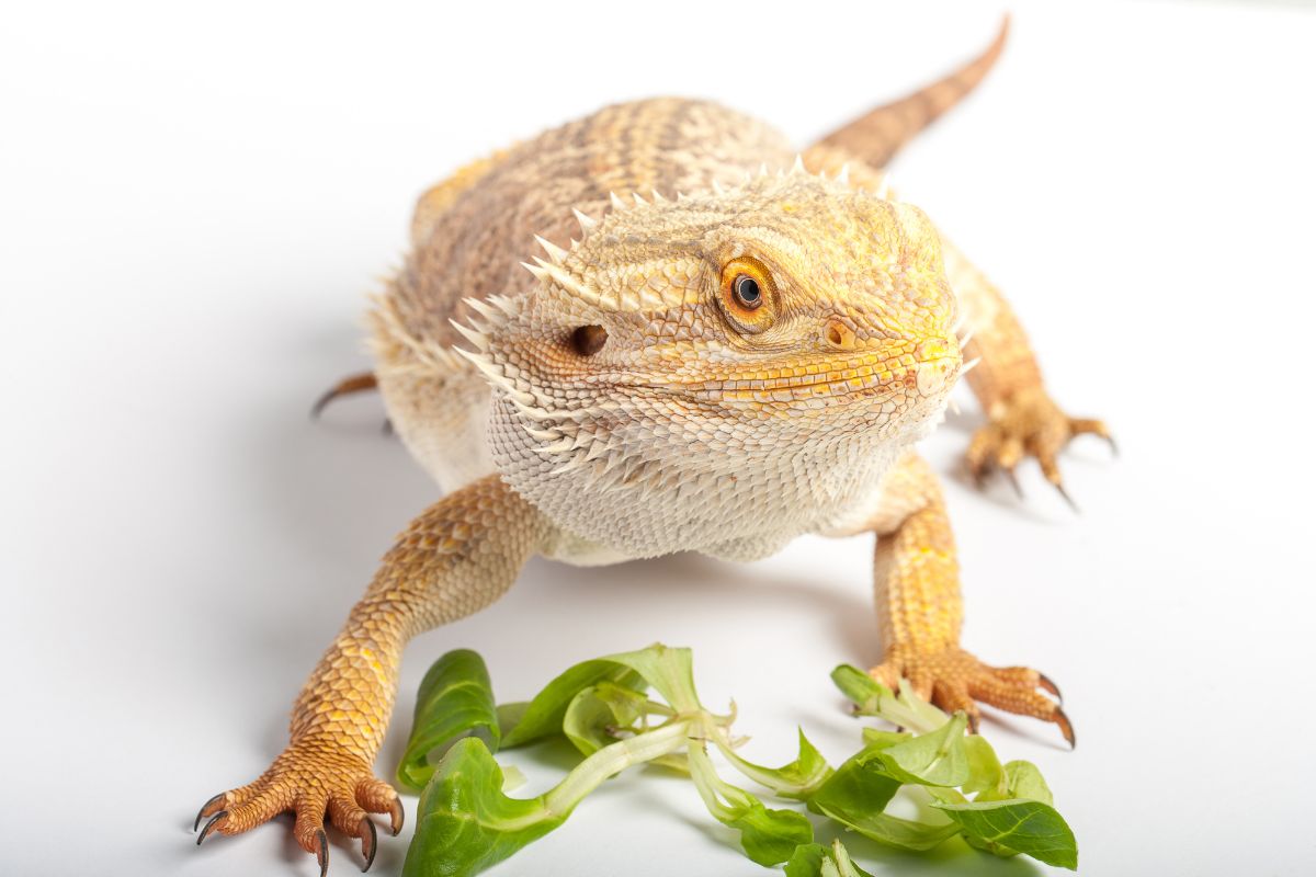 What Bearded Dragon Eat Complete Guide to Nutrition About Bearded
