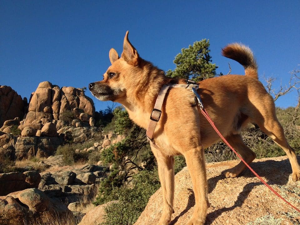 Boulder’s Favorite Dog Friendly Hiking Trails About Boulder County Colorado Visitor and